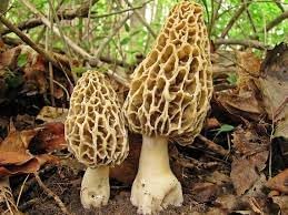 Morchella Esculenta Vegetable Seeds for Planting, heirloom & Non-GMO Seeds